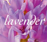 Lavender Flowers 416 5 FLOWER